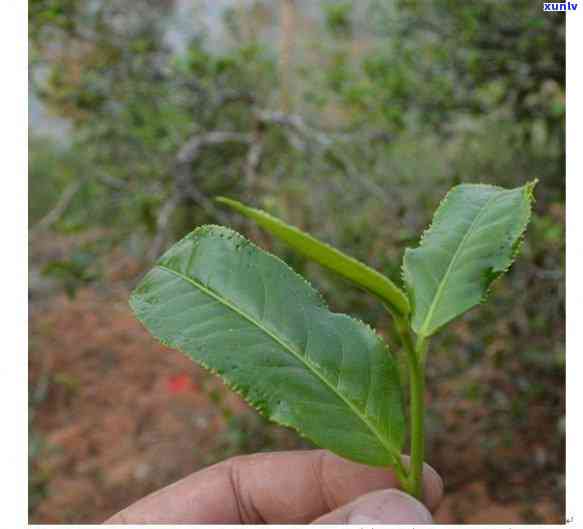 昔归茶的特点和功效-昔归茶的特点与功效