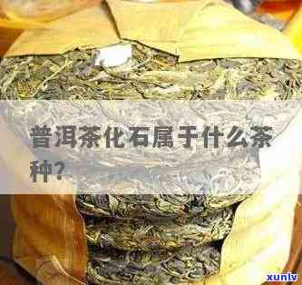 茶化石属于什么茶类类型？详解其所属茶种与分类