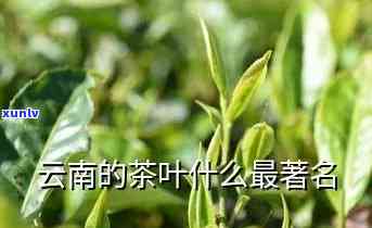 云南的什么茶出名，探寻云南茗茶：揭秘当地知名茶叶品种