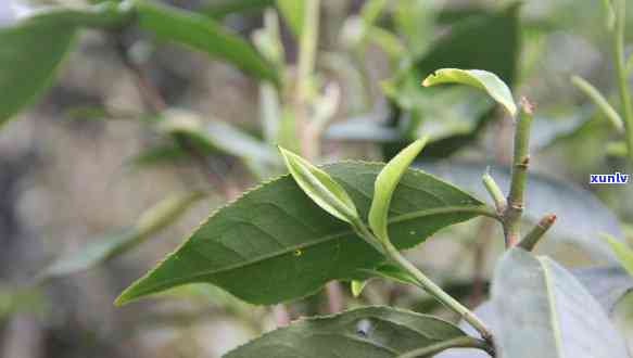 昔归春茶与秋茶区别-昔归春茶与秋茶区别在哪