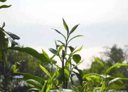 云南什么茶比较好喝，探索云南：揭秘喝的几种茶叶