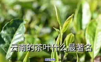 云南什么茶比较出名，探秘云南：哪些茶叶最出名？