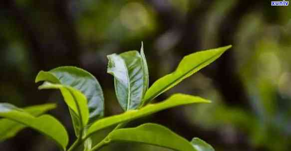 云南大叶种茶好喝不好，云南大叶种茶：口感如何，是否值得一试？