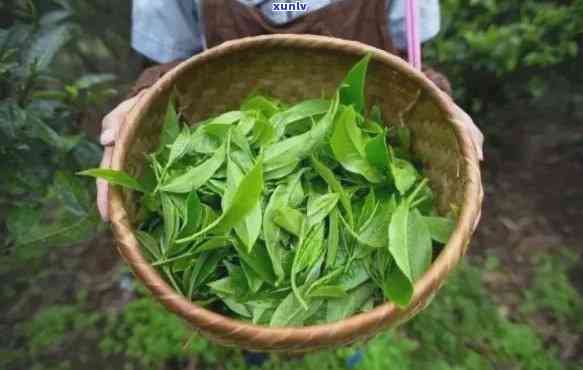 云南大叶种茶好喝不好，云南大叶种茶：口感怎样，是不是值得一试？