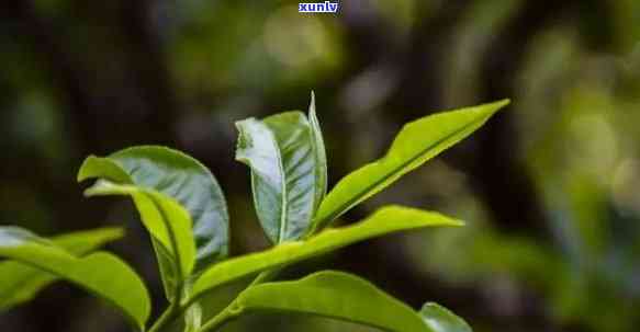 云南大叶种茶好喝不-云南大叶种茶好喝不好