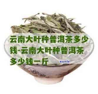 云南大叶种茶好喝不-云南大叶种茶好喝不好