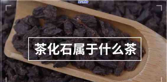 茶化石是属于什么茶，探秘茶化石：它属于哪一类茶叶？