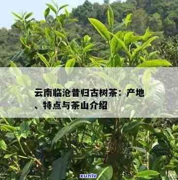 临沧昔归普洱茶的特点，《探秘云南普洱茶之瑰宝：临沧昔归的特色与魅力》