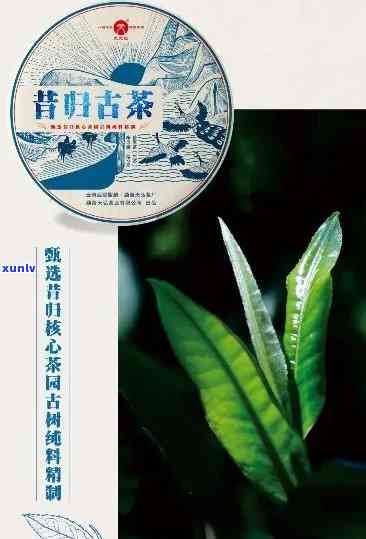 哪个牌子的昔归茶好喝，寻味推荐：揭秘喝的昔归茶