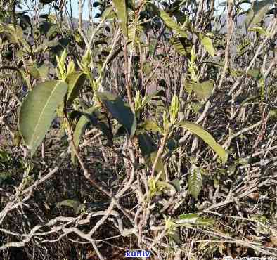 昔归藤条古树茶，探寻历痕迹：品鉴昔归藤条古树茶的魅力