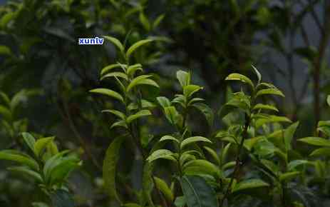 藤条茶的功效，探秘藤条茶的神奇功效，让你了解它的健益处