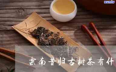 昔归茶的特点与作用-昔归茶的特点与功效