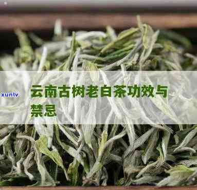 云南老白茶的功效与作用详解及饮用禁忌