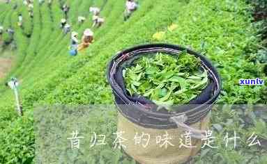 昔归茶的花香怎么调-昔归茶香气