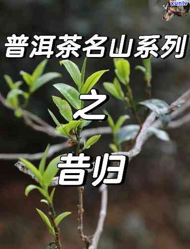 昔归茶的味道怎么来-昔归茶属于啥档次的