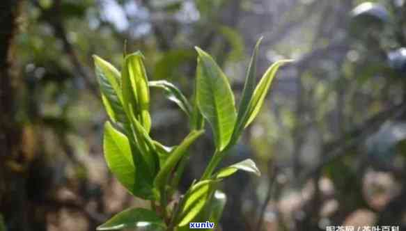 80年代鸿泰普洱茶，回味经典：探秘80年代鸿泰普洱茶的独特魅力