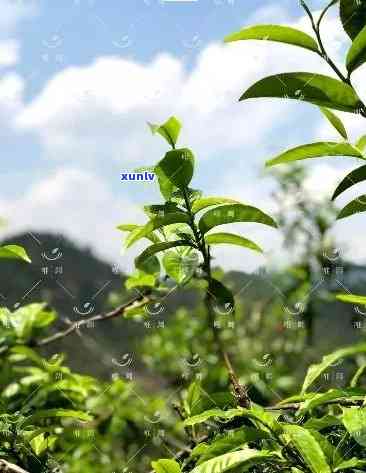 昔归的茶是藤条茶吗-昔归茶是藤条茶吗?