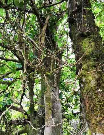 云南3000年千年古茶树价格，探寻云南3000年千年古茶树的价格与价值