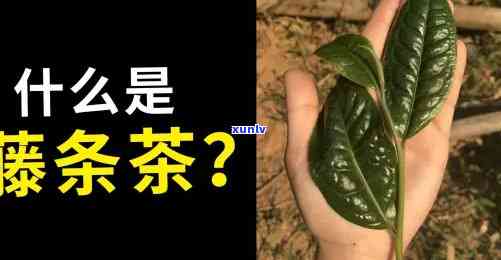 昔归是藤条茶吗，探秘茶叶世界：昔归，这种藤条茶究竟是什么？