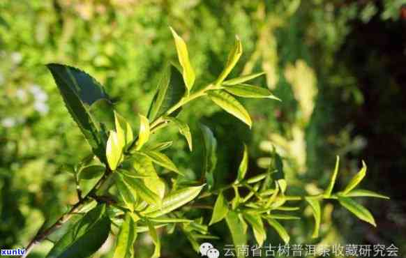 昔归是藤条茶吗，探秘茶叶世界：昔归，这种藤条茶究竟是什么？