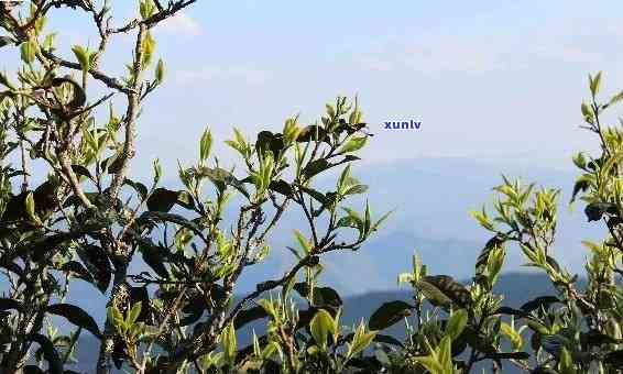 昔归茶产地哪个茶山，探寻昔归茶的源头：揭秘其产地茶山