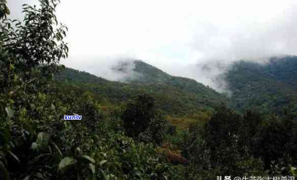 临沧市昔归茶山，探访云南临沧市昔归茶山：一千年古茶树的风采