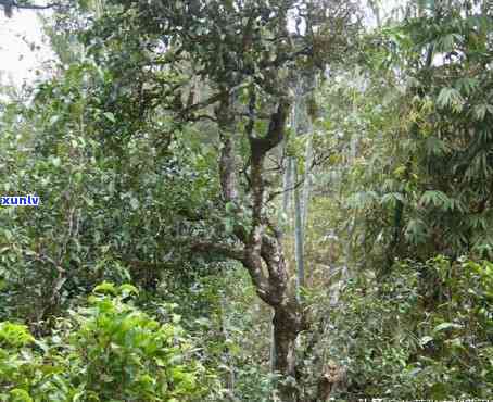 临沧市昔归茶山，探访云南临沧市昔归茶山：一千年古茶树的风采