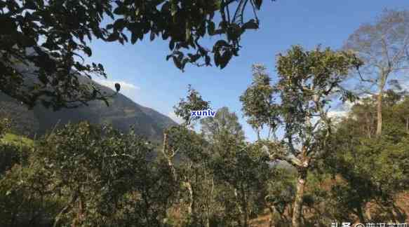 临沧市昔归茶山，探访云南临沧市昔归茶山：一千年古茶树的风采