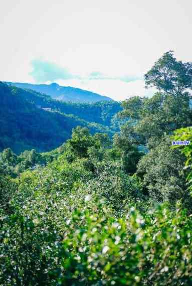 临沧市昔归茶山，探访云南临沧市昔归茶山：一千年古茶树的风采