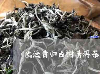 临沧昔归单株茶价格-临沧昔归茶多少钱一斤