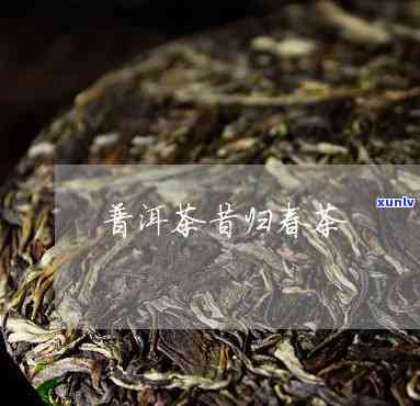 昔归春茶属于什么茶-昔归春茶价格