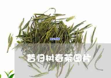 昔归春茶属于什么茶-昔归春茶价格