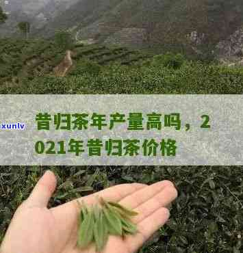 昔归春茶属于什么茶-昔归春茶价格