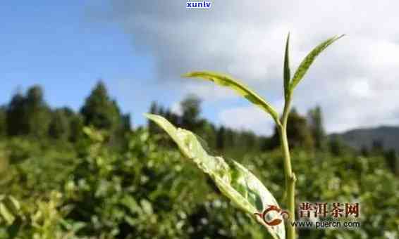 临沧昔归普洱茶的特点，《探秘临沧昔归普洱茶的独特魅力》