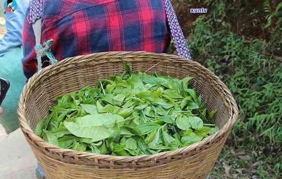 临沧昔归茶哪里好喝点，探寻优质茶叶：临沧昔归茶的味道与品质