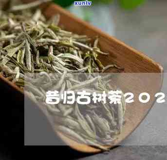 2021昔归茶王价-昔归茶王照片