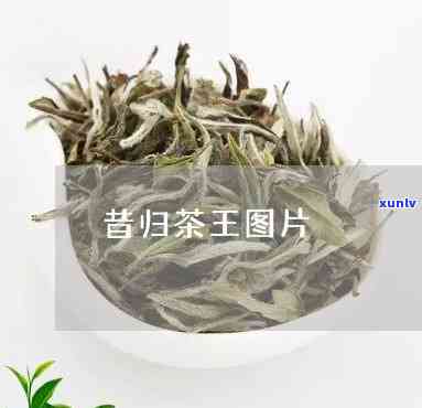 昔归茶王2011年-昔归茶王照片