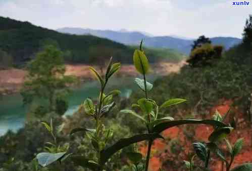 临沧昔归茶天下茶都-临沧昔归茶厂