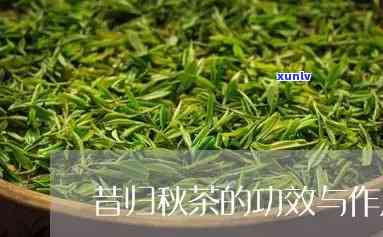 昔归茶春茶秋茶区别-昔归秋茶与春茶