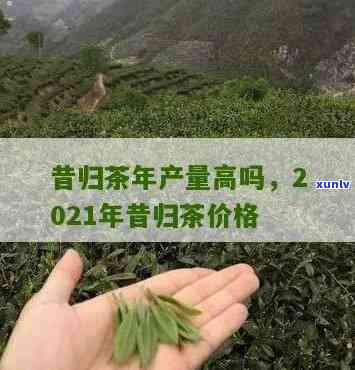 昔归茶的价格：正宗每斤多少钱？最新行情解析