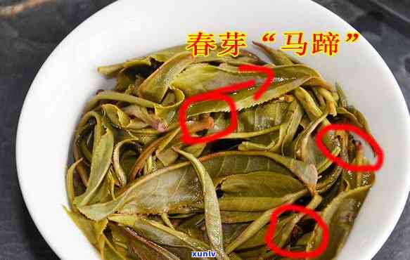 昔归茶价格多少一斤？2009年价格是多少？最新行情如何？