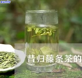 全面解析：昔归藤条茶与普通昔归有何区别？