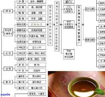 几归茶是否属于昔归茶类？探究其分类归属