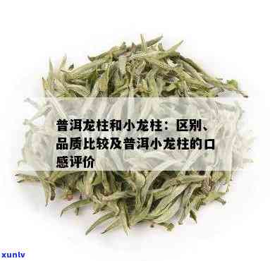 大益茶小龙柱和大龙柱的区别，揭秘大益茶：小龙柱与大龙柱的差异之处