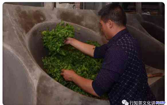 香竹箐茶王照片，探寻香竹箐茶王的神秘魅力：珍贵照片揭示茶园风光与制茶工艺