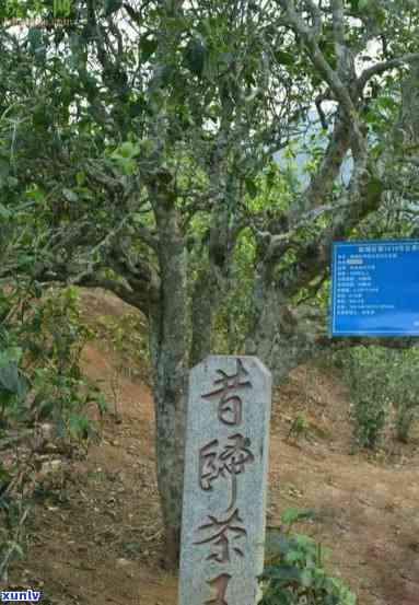 老包说茶昔归古茶山-昔归古茶园