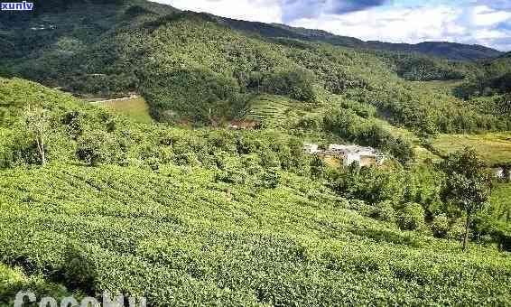 昔归茶产地哪个茶山，探寻昔归茶的源头：揭秘其诞生地——哪个茶山？