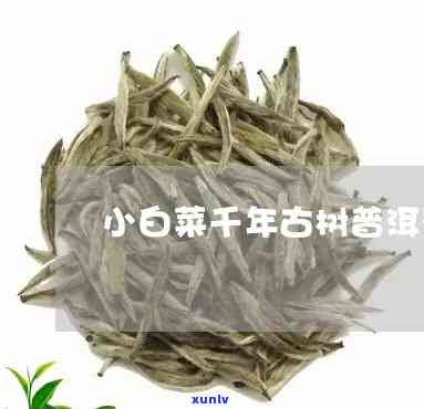 茶王青饼小白菜： ***  *** 与口感分享