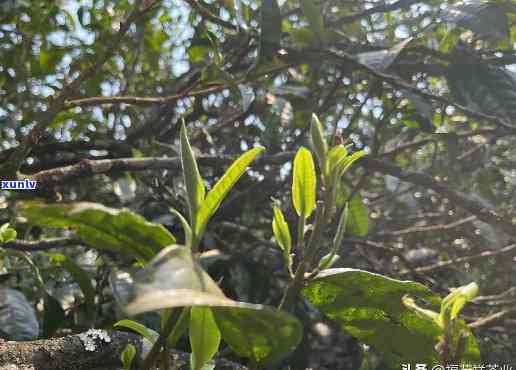 古树茶青价格，探究古树茶青的价格：一份珍贵的茶叶投资指南