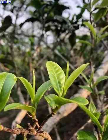 光大银行逾期能消除吗，怎样解决光大银行逾期记录？能否被消除？